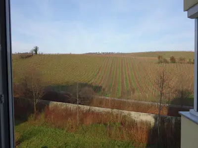 Nordseite Blick in die Weinberge