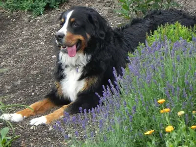 Ferienwohnung für 2 Personen (31 m²) in Meersburg 6/10