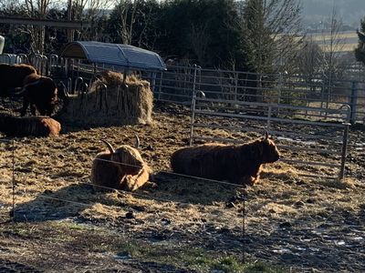 Galloways am Rande des Echorundweges