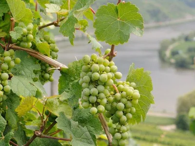 Weintrauben