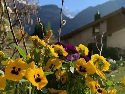 Frühlingsstimmung von der Terrasse Richtung Wetterhorn