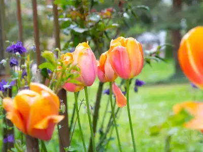 Gartenimpressionen II