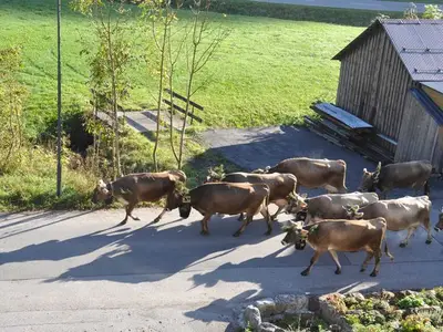 Ferienwohnung für 3 Personen (45 m²) in Mellau 10/10