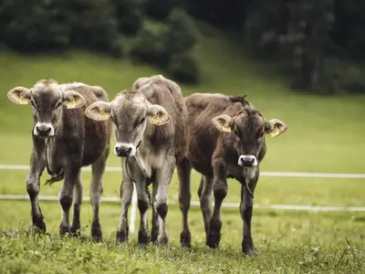 Ferienwohnung für 4 Personen (57 m²) in Mellau 6/10