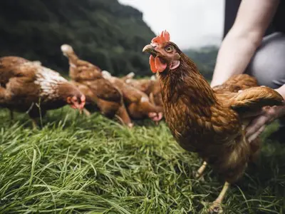 Ferienwohnung für 4 Personen (57 m²) in Mellau 8/10