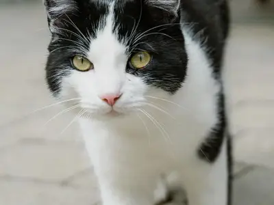 Ferienwohnung für 4 Personen (57 m²) in Mellau 10/10