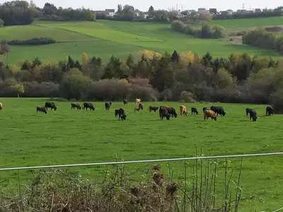Taurus-Rinder auf den Habichtweiden