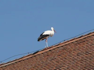 Ferienwohnung für 4 Personen (45 m²) in Merkendorf 3/7