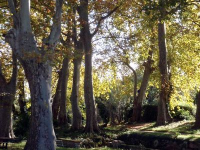 La fraicheur de nos platanes