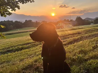 Hunde Willkommen