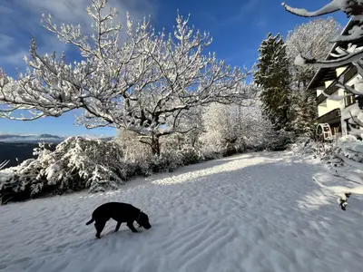 Winter im Garten mit Hund