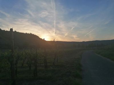 Sonnenuntergang in den Weinbergen