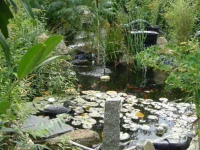 Fischteich im Garten