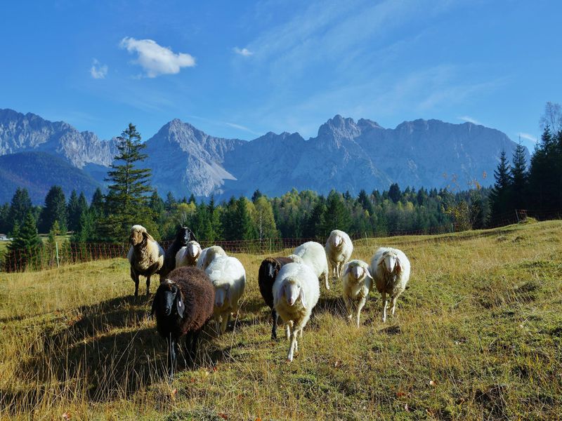 19405860-Ferienwohnung-2-Mittenwald-800x600-2