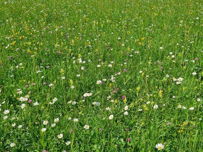 Blumenwiese im MAI