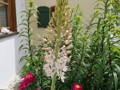 Ferienwohnung für 6 Personen (133 m²) in Mittenwald 5/10