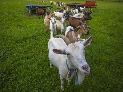 Ferienwohnung für 4 Personen (60 m²) in Mittenwald 7/10