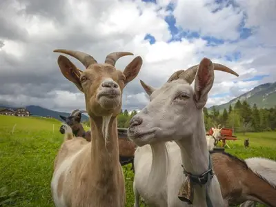 Ferienwohnung für 4 Personen (60 m²) in Mittenwald 8/10