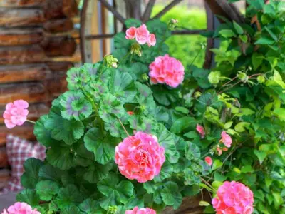 Ferienwohnung für 3 Personen (40 m²) in Mittenwald 6/10