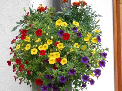 Blumen