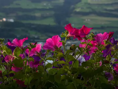 Ferienwohnung für 4 Personen (70 m²) in Mittersill 5/10