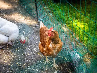 Ferienwohnung für 6 Personen (75 m²) in Mittersill 10/10