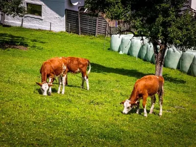 Ferienwohnung für 6 Personen (70 m²) in Mittersill 10/10