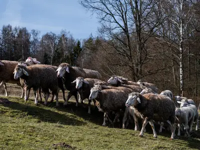 Ferienwohnung für 5 Personen (55 m²) in Mitwitz 8/10