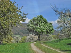 23333060-Ferienwohnung-2-Mössingen-300x225-3