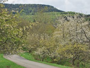 23333059-Ferienwohnung-4-Mössingen-300x225-5