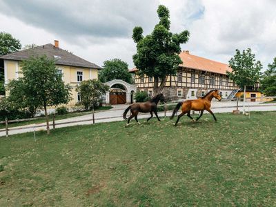 Pferde vor dem Rittergut Reudnitz