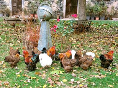 Hühner auf dem Rittergut Reudnitz