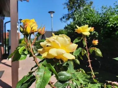 Ferienwohnung für 5 Personen (60 m²) in Mölschow 4/10