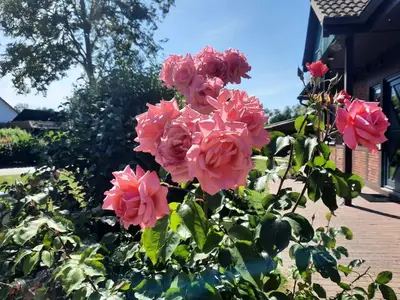 Ferienwohnung für 5 Personen (60 m²) in Mölschow 6/10