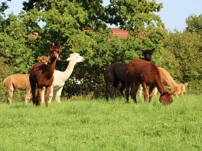 Ferienwohnung für 5 Personen (95 m²) in Mönkeberg 6/10
