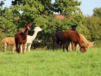 Unsere Alpakas