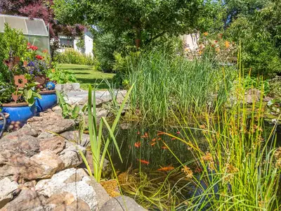 Weiher mit Goldfischen
