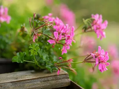 Haus Inge, ©Oberpfälzer Wald/Zaneta Weidner.JPG
