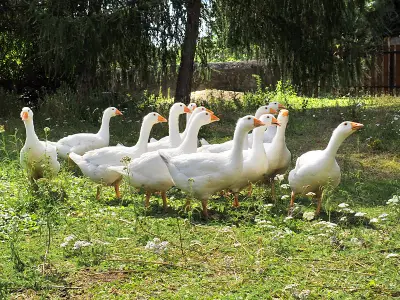 Ferienwohnung für 4 Personen in Moritzburg 5/10