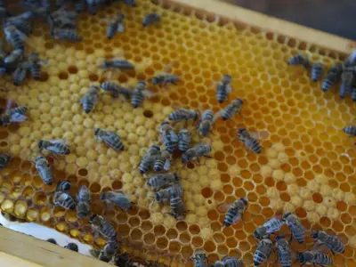 Schotthofbienen