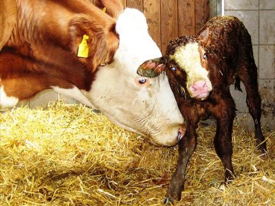 Unser neugeborenes Kalb Elli mit Mama Enzian