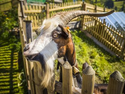 vierbeinigen Bewohner am Bergbauernhof Brandgut