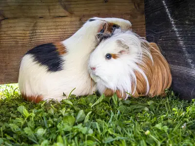 Meerschweinchen