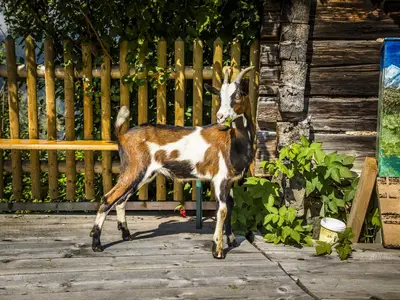 Besuch auf der Terrasse