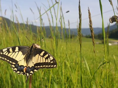 Morhof_Schmetterling_Robitschko