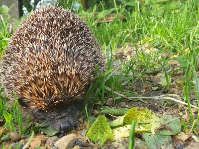 Morhof_Igel_Robitschko