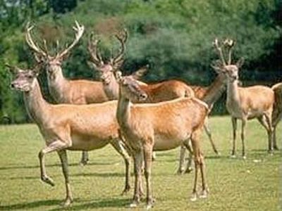 Wildgehege mit Rot- und Damwild direkt vor dem Haus