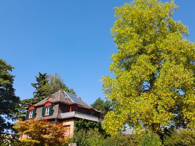 Anwesen unterm Tulpenbaum