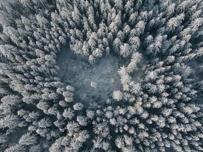 Winterwald hinterm Haus