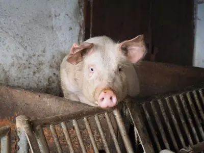 Schwein